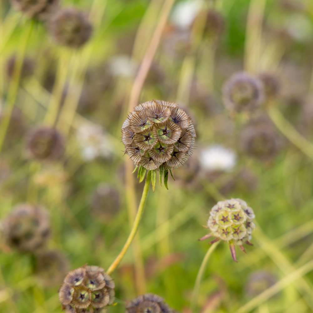 Stjärnskabiosa 'Drumsticks' (frö)